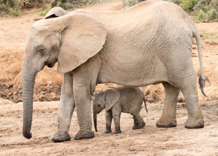 Addo Elephant National Park South Africa
